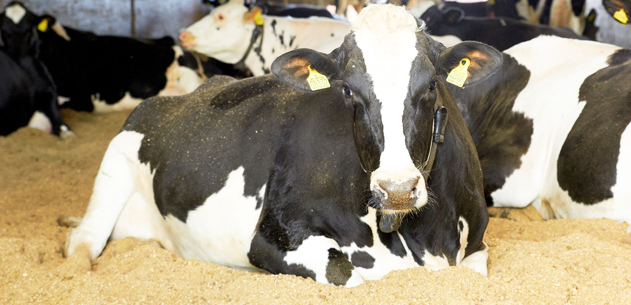 Nos Conseils Pour G Rer Le Stress Thermique Des Bovins Vilofoss