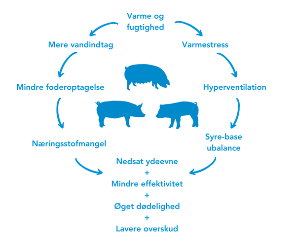 Varmestress hos grise